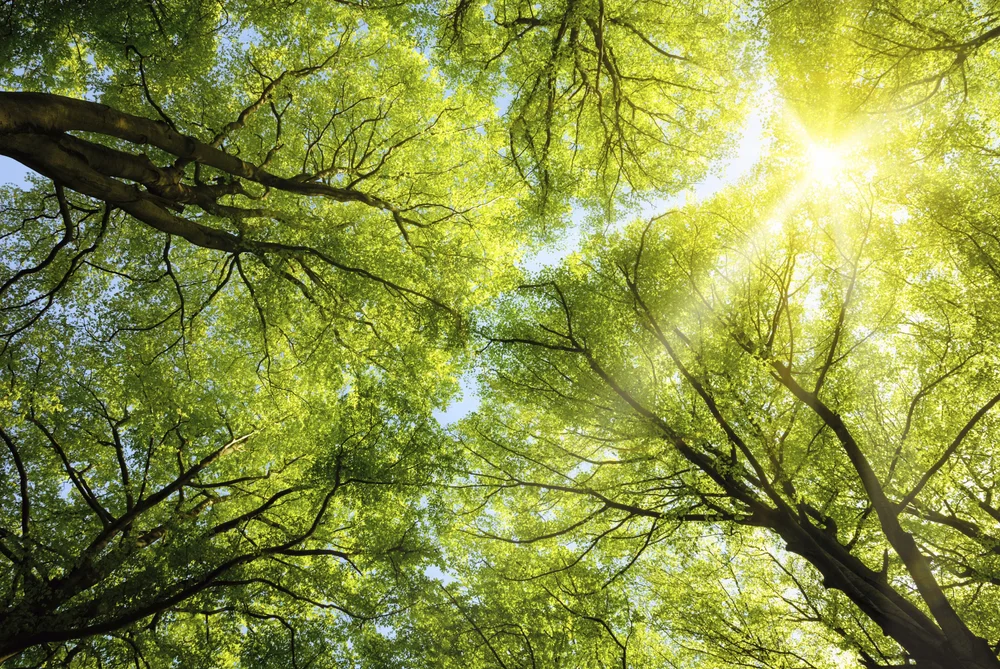 Sunlight breaking through forest treetops